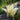 Hosta 'White Feather'