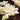 Hosta 'White Feather'
