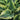 Hosta 'Wide Brim'