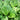 Hosta Clausa Normalis