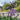 Hosta Coerulea