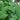 Hosta Elata