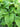 Hosta Plantaginea Grandiflora
