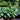 Hosta Sieboldiana 'Elegans'