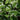 Hosta Sieboldii 'Ginko Craig'