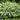 Hosta Undulata 'Mediovariegata'