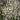 Hottonia Palustris - Marginal Oxygenating Pond Plants - OX009