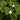 Houttuynia Cordata Plena Live Water Plant Aquatic Pond Lake Marginal (Bargain)