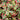 Houttuynia cordata ‘Chameleon’ (Harlequin plant) - Marginal pond plant - MP044