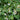 Houttuynia cordata ‘Plena’ (Orange peel plant) - Marginal Pond Plant - MP045