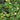 Houttuynia cordata 'Boo Boo' - MP043 Packs