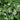 Houttuynia Cordata 'Plena' - Packs