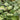 Houttuynia cordata 'Plena' (Orange peel plant) - Marginal Pond Plant - MP045