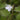 Houttuynia cordata 'Plena' (Orange peel plant) - Marginal Pond Plant - MP045