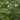 Houttuynia cordata 'Plena' (Orange peel plant) - Marginal Pond Plant - MP045