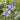Hyacinthoides hispanica 'Excelsior' Bulb Preorder