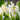 Hyacinthus 'Carnegie' Bulb