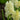 Hyacinthus 'City of Haarlem' Bulb