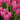 Hyacinthus 'Jan Bos' Bulb