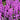 Hyacinthus 'Purple Sensation' Bulb