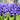 Hyacinthus multiflora 'Blue Pearl' Bulb