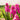 Hyacinthus multiflora 'Pink Pearl' Bulb