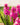 Hyacinthus multiflora 'Pink Pearl' Bulb