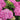 Hydrangea 'Together' 9cm
