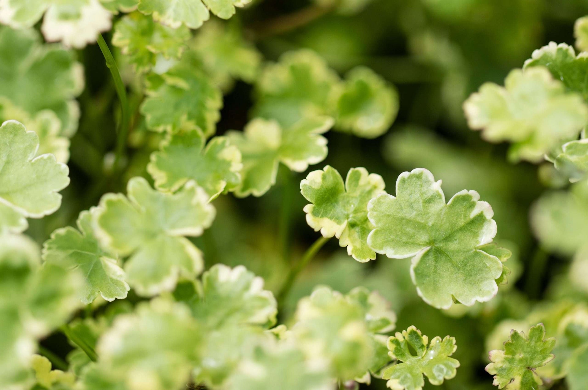 hydrocotyle sibthorpioides 'variegata' Hydrocotyle sibthorpioides variegata (Crystal confetti)