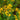 Hypericum Perforatum