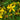 Hypericum Perforatum