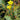 Hypericum Elodes - MP047 Packs