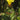 Hypericum elodes (Marsh St John's Wort) - Marginal Pond Plants - MP047