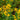 Hypericum perforatum - Marginal Pond Plants - MP047A