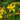Hypericum perforatum - Marginal Pond Plants - MP047A
