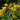 Hypericum perforatum - Marginal Pond Plants - MP047A