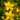 Hypericum perforatum - Marginal Pond Plants - MP047A