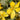 Hypericum polyphyllum 'Grandiflorum' - Marginal Pond Plants - MP047B