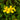 Hypericum polyphyllum 'Grandiflorum' - Marginal Pond Plants - MP047B