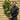 Evergreen Magnolia | Magnolia grandiflora 'Little Gem' | 50-60cm, 90-100cm