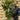 Evergreen Magnolia | Magnolia grandiflora | 50-60cm, 90-100cm