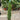 Cupressus sempervivrens Totem (Italian Cypress) 50-60cm, 140-150cm