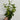 Pittosporum tobira 'Nanum' 9cm