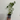 Lavatera 'Burgundy Wine' 9cm / 2L / 3L