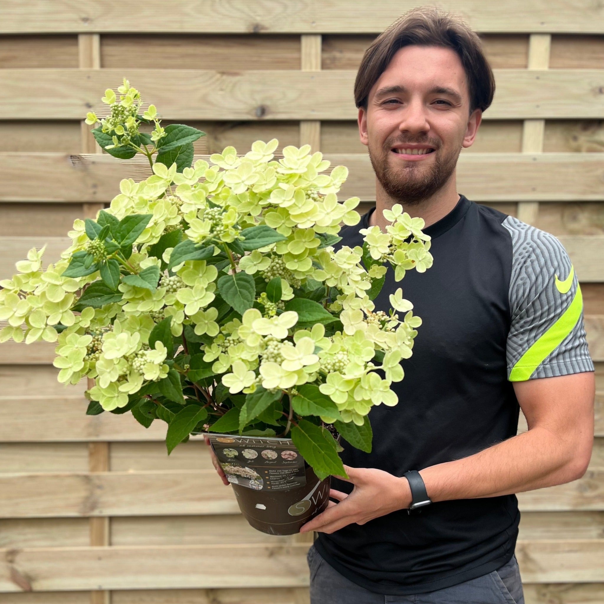 Hydrangea Switch Hydrangea paniculata Switch 'Polestar' 'Ophelia' 9cm / 3L – Lincspplants