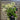 Hydrangea paniculata 'Wim's Red' 2L / 3L / 10L