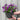 Planted Viola Plastic Pot (Purple & Yellow)