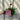Armeria martima Deep Rose 1L
