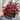 Saxifraga x Arendsii Alpino Early Rose 1.5L