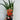 Crocosmia x crocosmiiflora 'Emily Mckenzie' 9cm/2L